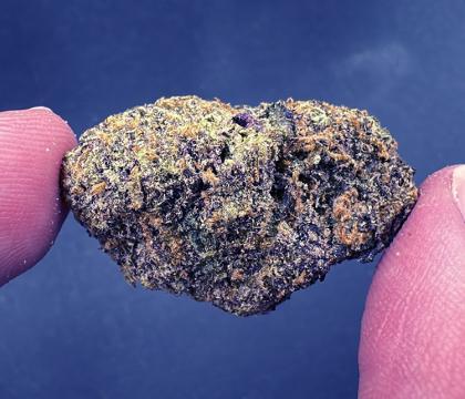 Biscotti (Medium Nugs) (Gelato #25 x Girl Scout Cookies) Exotic