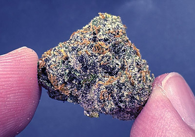 Biscotti (Gelato #25 x Girl Scout Cookies) Smalls Exotic