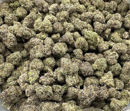 Gelato #41 (Thin Mint Girl Scout Cookies X Sunset Sherbet) exotic hybrid