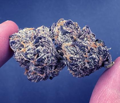 gelato 33 topshelf hybrid