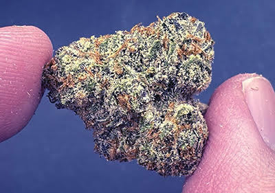 Gelonade ( Lemon Zkittlez X Lemon Tree) smalls sativa