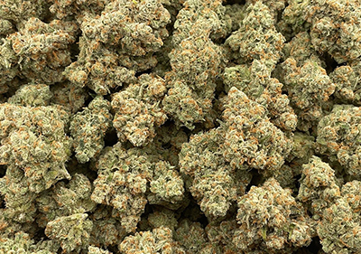 jack herer topshelf sativa great price