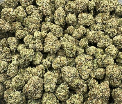 Motor Breath Very Potent Indica