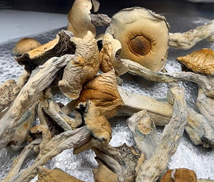 Psilocybin Mushrooms (Shrooms) 