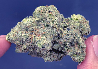 northern lights topshelf indica