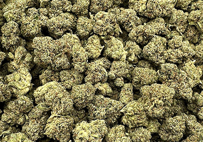 oaksterdam og topshelf