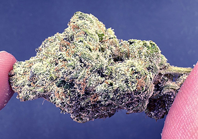 Pistachio Gelato High End Exotic Hybrid