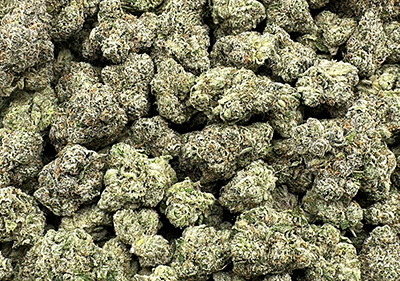 Pistachio Gelato High End Exotic Hybrid