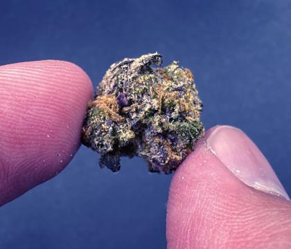 Red Hotz Smalls Exotic Slightly Sativa Dominant