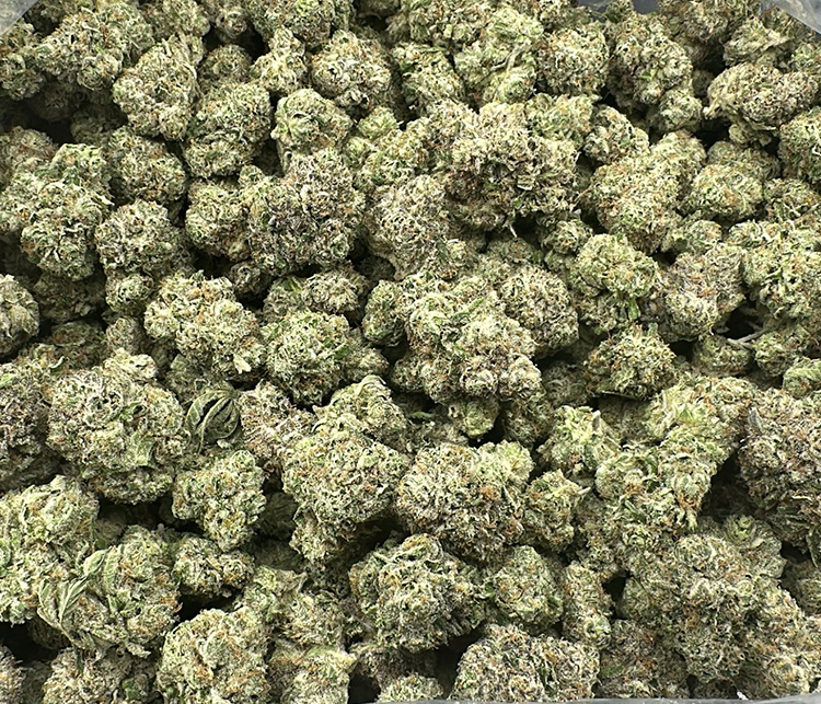 Gelato #41 (Thin Mint Girl Scout Cookies X Sunset Sherbet) exotic hybrid