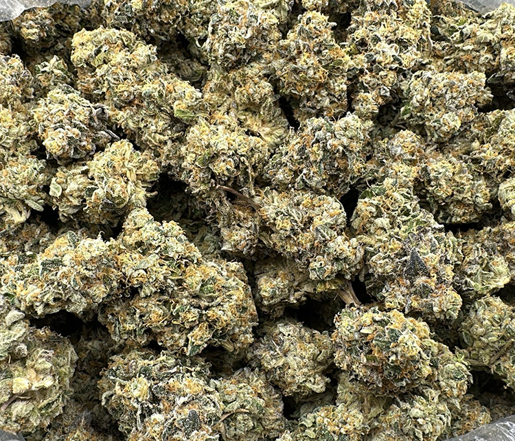 Pistachio Gelato High End Exotic Hybrid