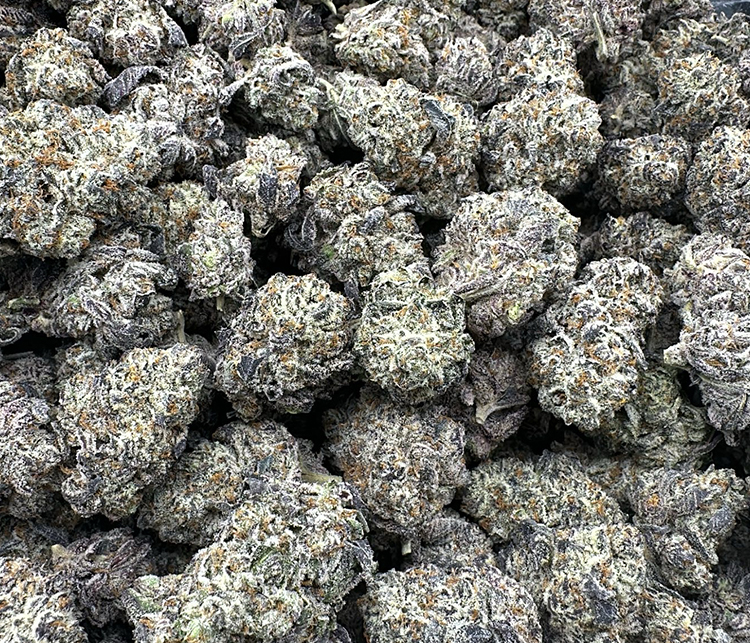 Pistachio Gelato High End Exotic Hybrid
