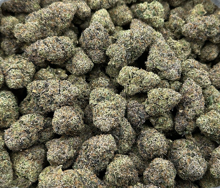 Pistachio Gelato High End Exotic Hybrid