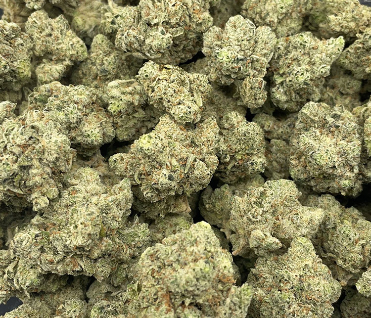 Pistachio Gelato High End Exotic Hybrid