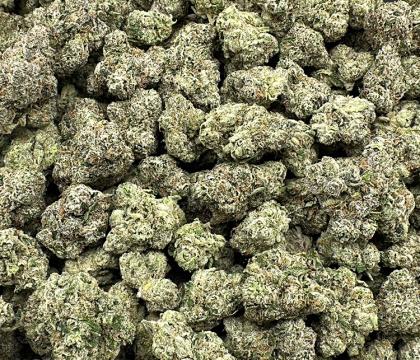 Pistachio Gelato High End Exotic Hybrid