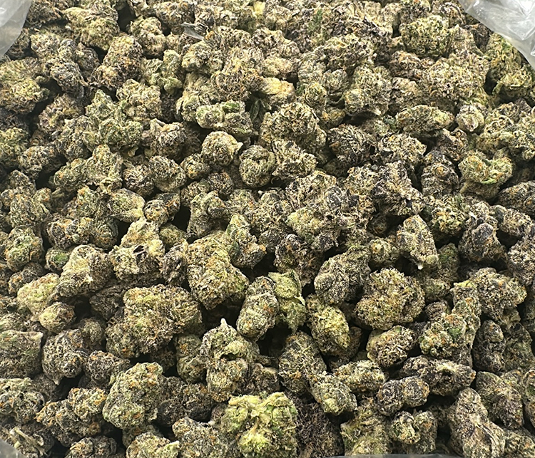 Versace (Sour Diesel X OG Kush X Granddaddy Purple) Sativa Leaning