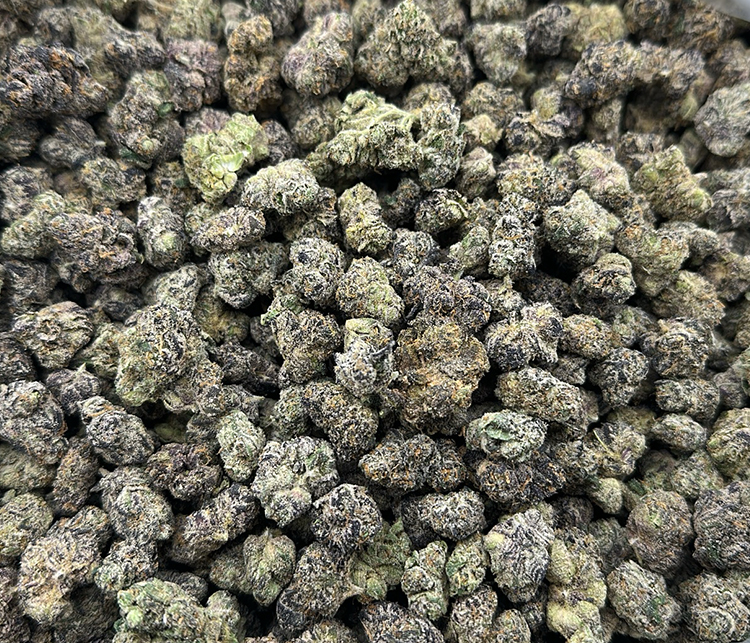 Meduza Exotic Hybrid 