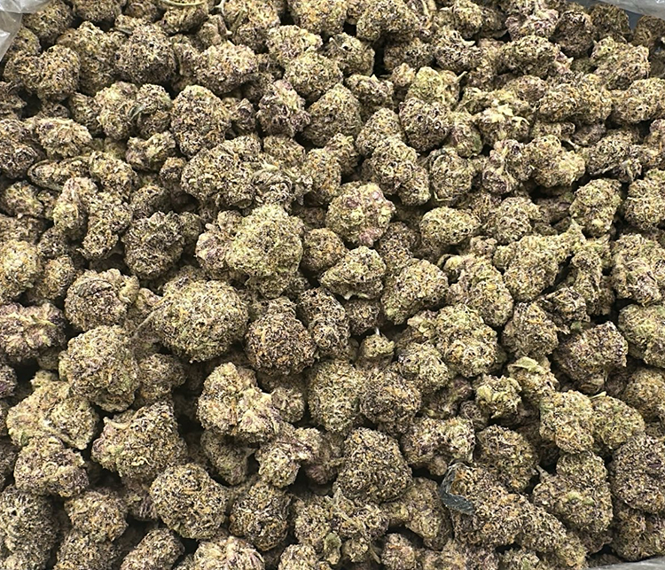 Gelato #41 (Thin Mint Girl Scout Cookies X Sunset Sherbet) exotic hybrid